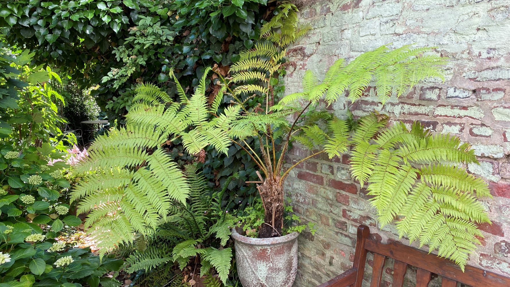 bambusarten fargesia Fargesia robusta 'Formidable'